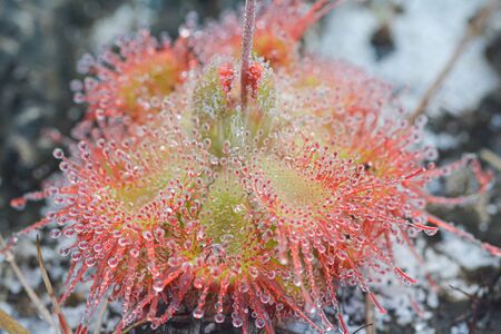 Macro photo of sundew, insectivorous plants. Which has the scientific name Drosera. Indicate the abundance of nature.の写真素材
