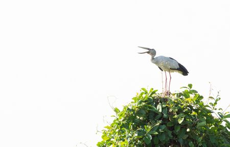 Stork Bird on tree closeup.