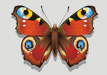 Colourful   Butterfly    illustration のイラスト素材