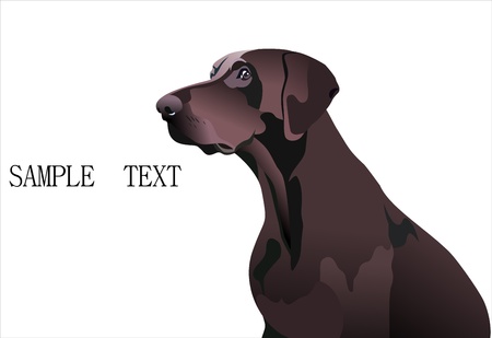 Brown labrador