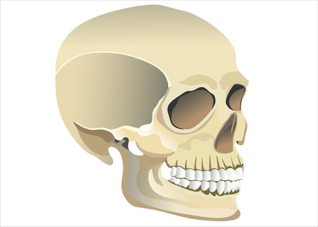 Human skull modelのイラスト素材