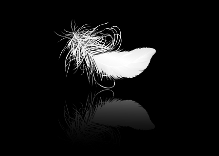 white feather of a bird on a black backgroundのイラスト素材
