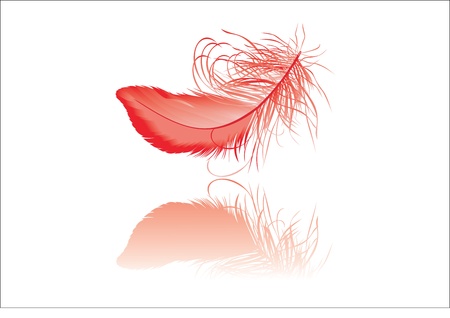 Red feather with reflectionのイラスト素材