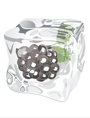Blackberry in ice cubeのイラスト素材