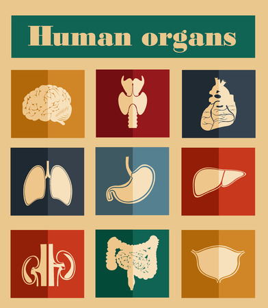 icons of human organs Flat designのイラスト素材
