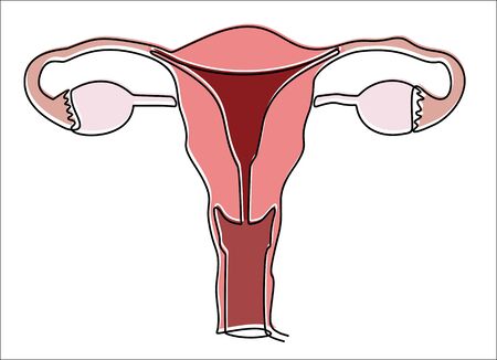Continuous one single line drawing Uterus and ovaries, organs of female reproductive systemのイラスト素材