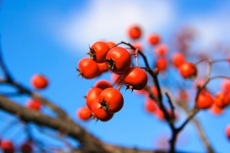 Beautiful red berries on a Hawthorn tree after the leaves have fallen off. Focus is on the two berries dead centerの写真素材