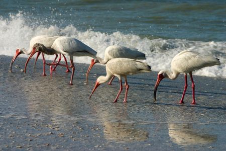 Flock of birds looking for food in the wavesの写真素材