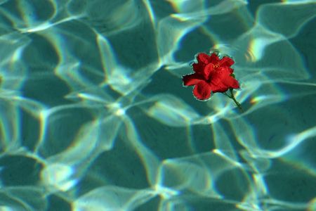Bright red hibiscus floating in a pool - very calming and relaxing. Plenty of editorial space. Several different views available in my portfolio
の写真素材