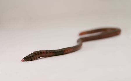 Earthworm with shallow DOFの写真素材