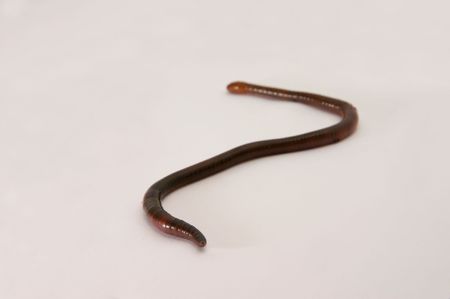 Earthworm with shallow DOFの写真素材