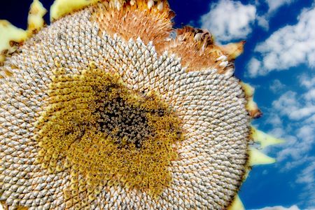 A sunflower that has gone past its peak shows off its seeds.の写真素材
