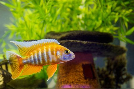 Beautiful African Cichlid (Red Peacock) swimming in the aquarium. Lots of bright orange.