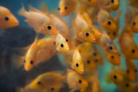 a group of fish watching us with their eyes pointing at the viewer - some motion and blurring some fish in focus - most are notの写真素材