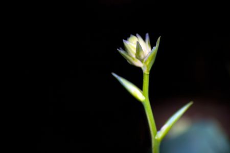 The beginnings of a new flower on a large hasta plant - very narrow DOFの写真素材