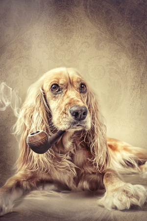 royal english cocker spanielの写真素材