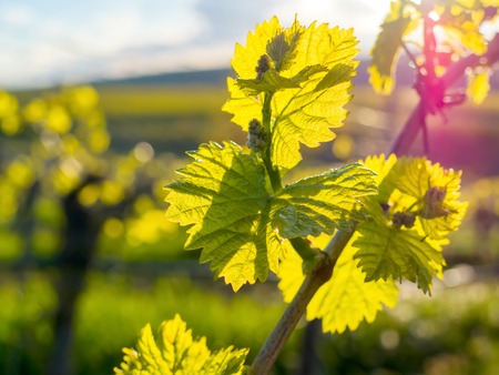Wine growing area near WÃ¼rzburg in Franconiaの写真素材