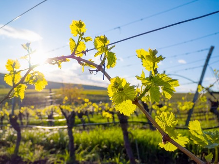 Wine growing area near WÃ¼rzburg in Franconiaの写真素材