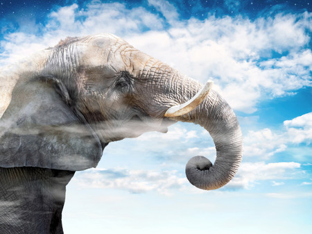 elephant in front of sky with cloudsの写真素材