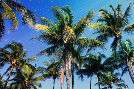 Palm Trees and Stars in South Beach, Florida Backgroundの写真素材