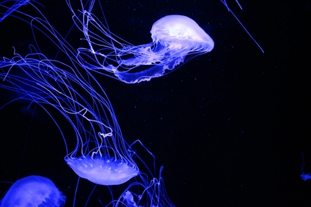 Fluorescent Blue Jelly Fish Floating Around  Isolated on Blackの写真素材