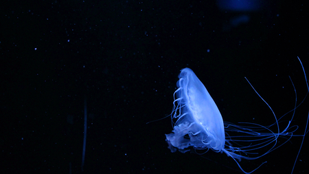 Deep Sea Creature Glowing Blue Jellyfish on Blackの写真素材