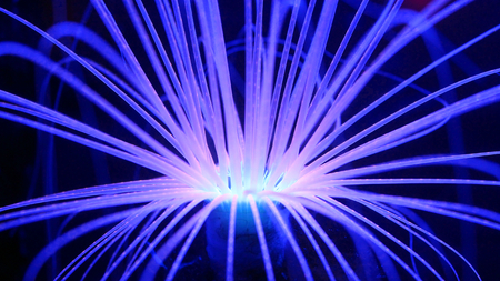 Fluorescent Purple Coral Reef Anemone Creatureの写真素材