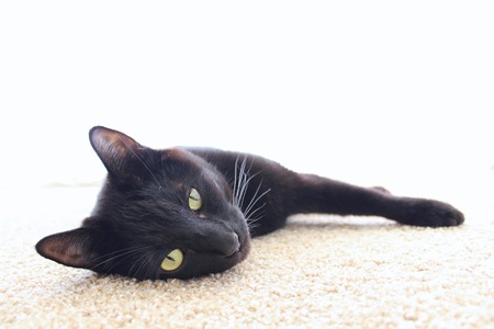Sleepy Cat Laying on the Carpetの写真素材