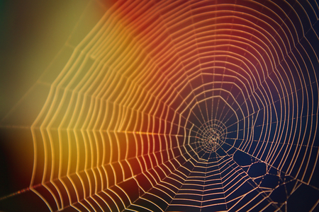 Abstract Nature Photography of Spider Web in the Sunlight with Many Colors Yellow and Blue.の写真素材