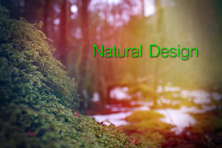 Nature Design Words Photography with Typography Lettering in the Forest.の写真素材