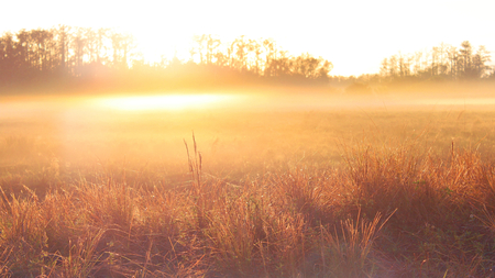 Nature Photography of an Sunrise over a Farmers Field with Mist and Dew.の写真素材