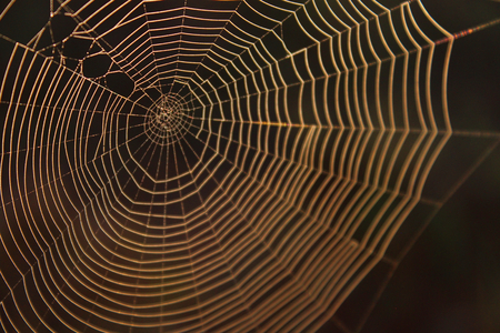 Macro Photography of a Spider Web Background Texture with Blurred Colors.の写真素材