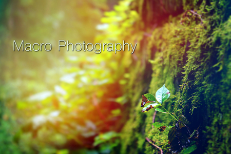 Nature Macro Photography with Typography Words Letters in the Woods Next to Small Sprouting Green Plant.の写真素材
