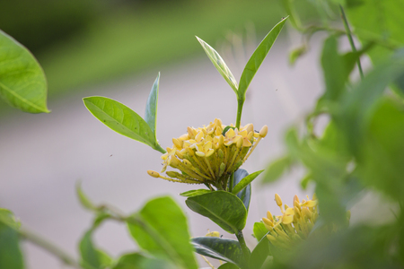Yellow flowerの写真素材