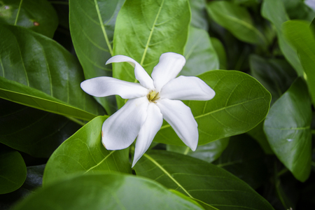 White Flowerの写真素材