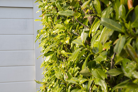 Cherry orchard hedge in front of white garage doorの写真素材
