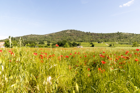 green field with red poppiesの写真素材