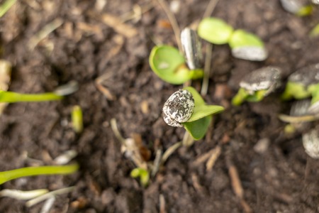 sunbulms arise directly from the earth from a sunflower seed a sunflower grows a sunflowerの写真素材