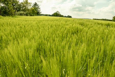 Extremely fresh and green crop that just grows on the fieldの写真素材