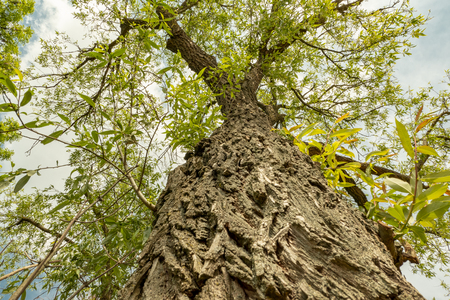 rough bark of a tree from below in spring extreme viewing angleの写真素材