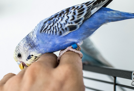 Blue Bubi budgie in portrait photo with yellow headの写真素材