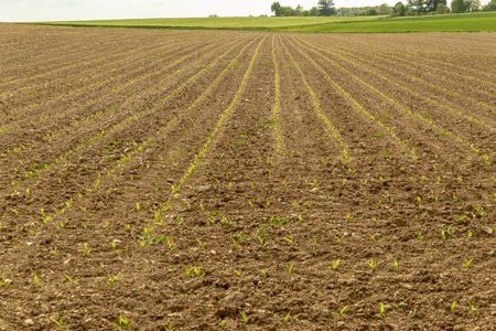 Rows of young plants such as cereals and potatoes freshly planted on a field small seedlings in the springの写真素材