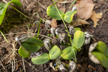 sunbulms arise directly from the earth from a sunflower seed a sunflower grows a sunflowerの写真素材