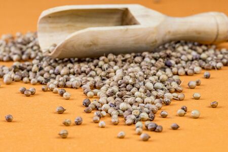 coriander with wooden spoon in the backgroundの写真素材