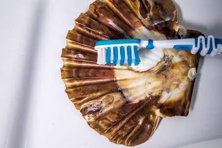 Toothbrush on a shell at the sinkの写真素材