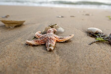 red starfish on the sandy beach with shells on the sandy beachの写真素材