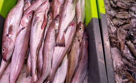 Fish counter with fresh squid on ice and fish headsの写真素材