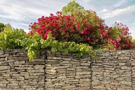 Flowers on a stone wall at the roundaboutの写真素材