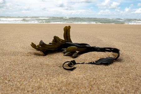 Wood on the Atlantic beach with the sea in the backgroundの写真素材