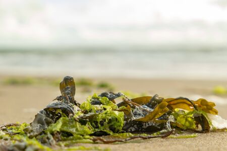 green algae on the sandy beach with the Atlantic Ocean in the backgroundの写真素材